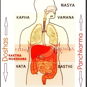 Panchakarma dessin descriptif